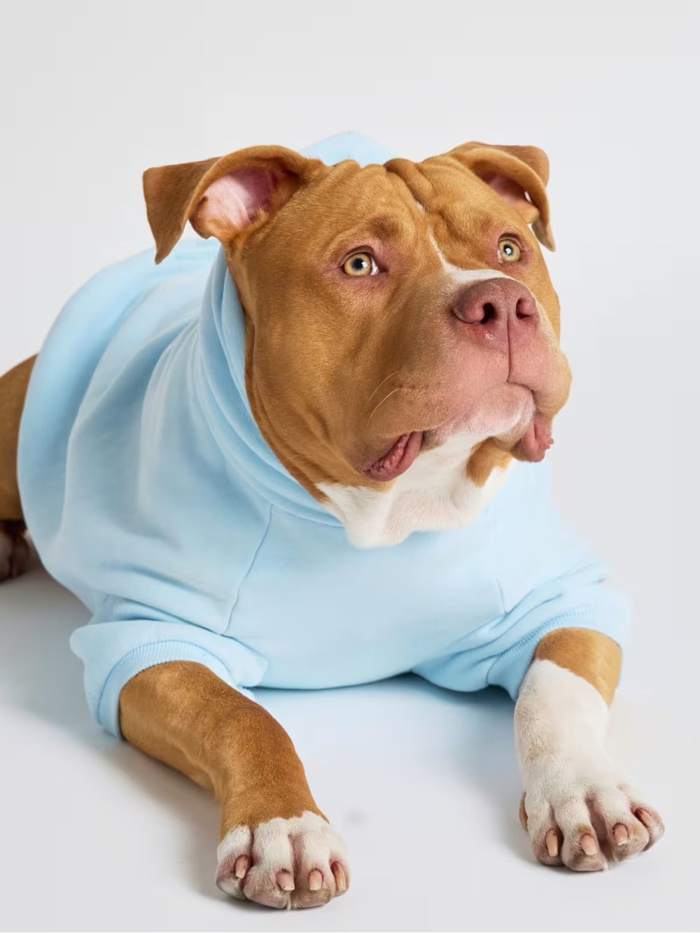Soft Light Blue Dog Hoodie for Everyday Comfort
